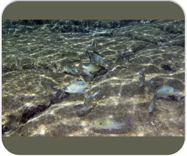 A school of Redbreast Sunfish swim around crevices in the river bottom