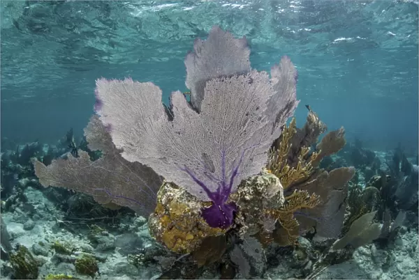 Colorful gorgonians grow in off Turneffe Atoll in Belize