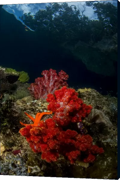 Red and white soft coral with sea star on a rocky reef top in Indonesia