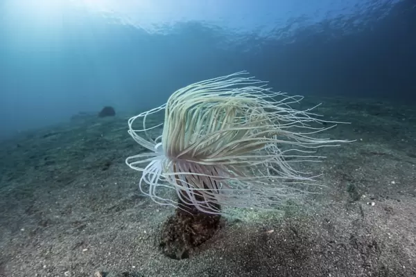 A tube anemone on a sand slope in Indonesia