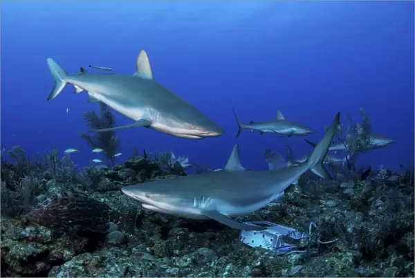 Caribbean reef sharks swimming along the reef off of Cuba