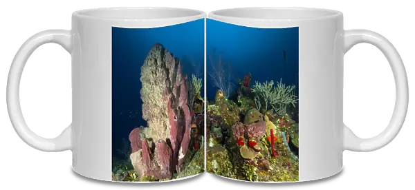 Coral reef and sponges, Belize