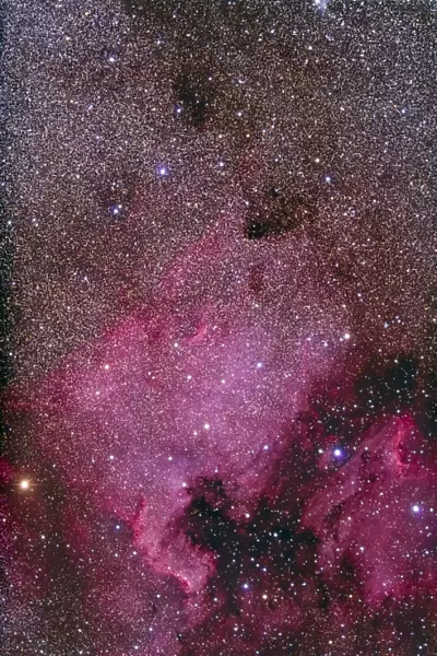 NGC 7000 and the Pelican Nebula