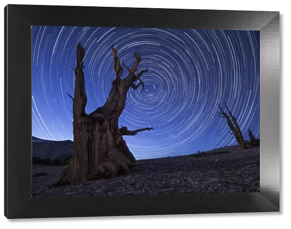 Star trails above an ancient bristlecone pine tree, California
