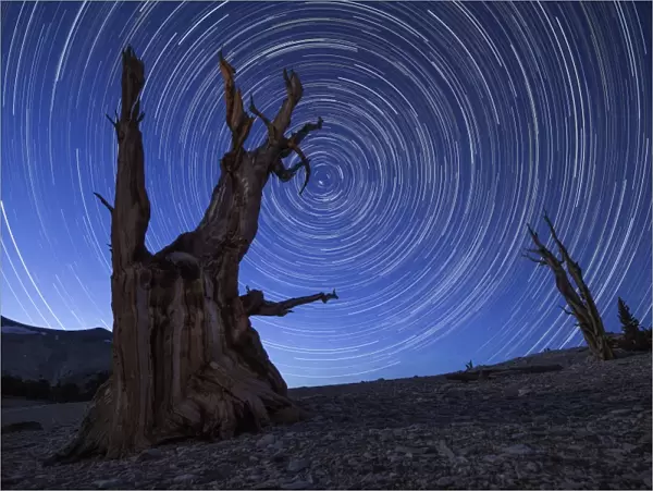 Star trails above an ancient bristlecone pine tree, California