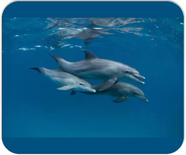 Dolphins. Romano Molinari