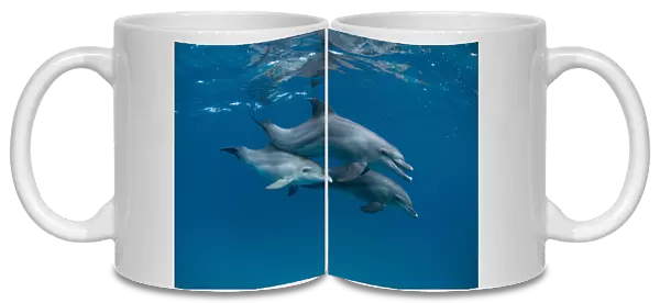 Dolphins. Romano Molinari