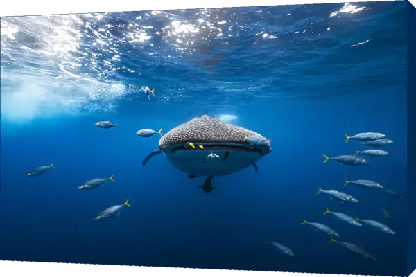 Whale shark escorted by a school of bonito