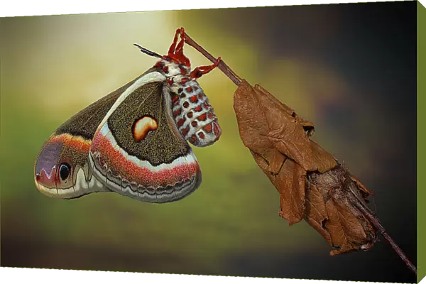 Cecropia-moth