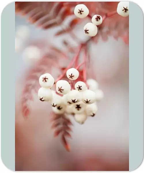 Berries on a twig