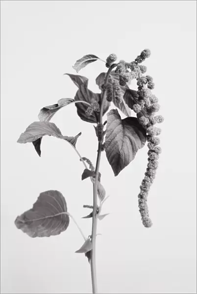 Grey Plant