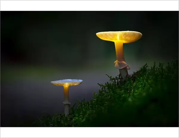 The mushrooms of the forest 03