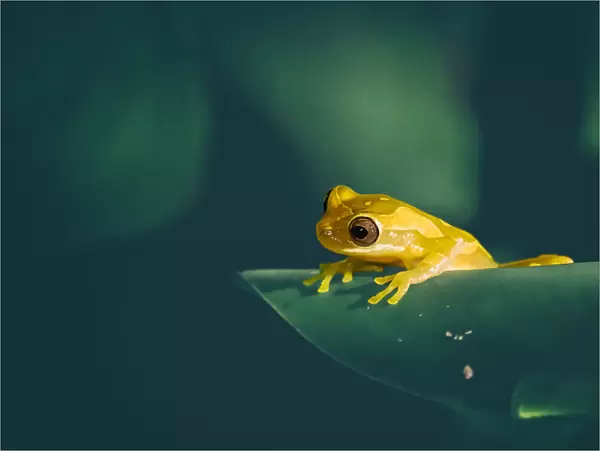 Yellow Tree Frog