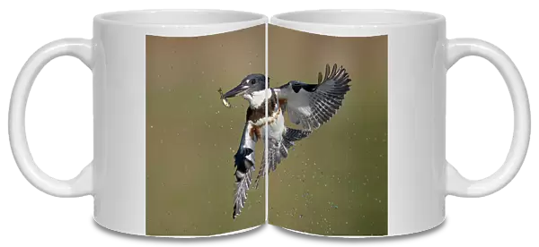 Kingfisher's Aerial Dance
