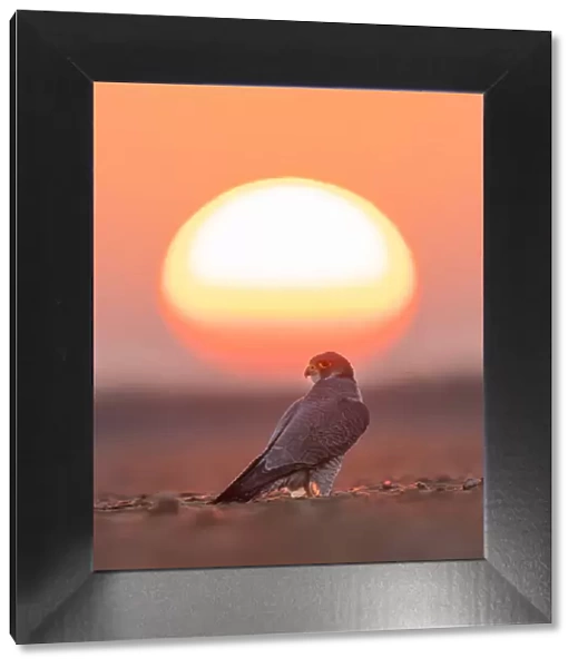 Falcon enjoying sunset
