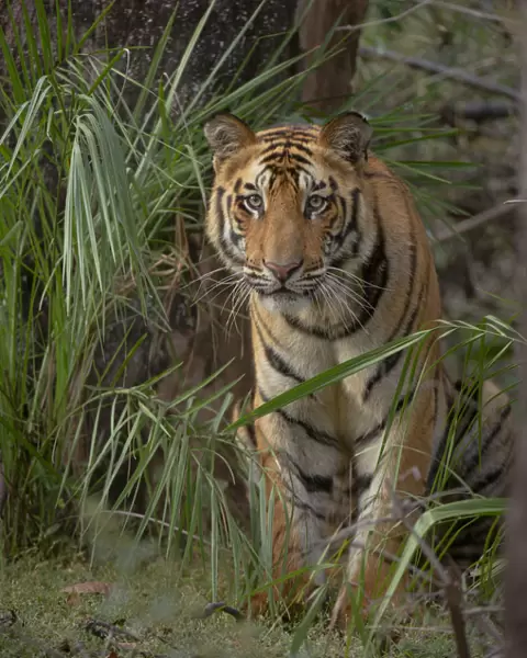 Bengal Tiger (Panthera tigris) sub-adult, approximately 17-19 months old, amongst forest vegetation