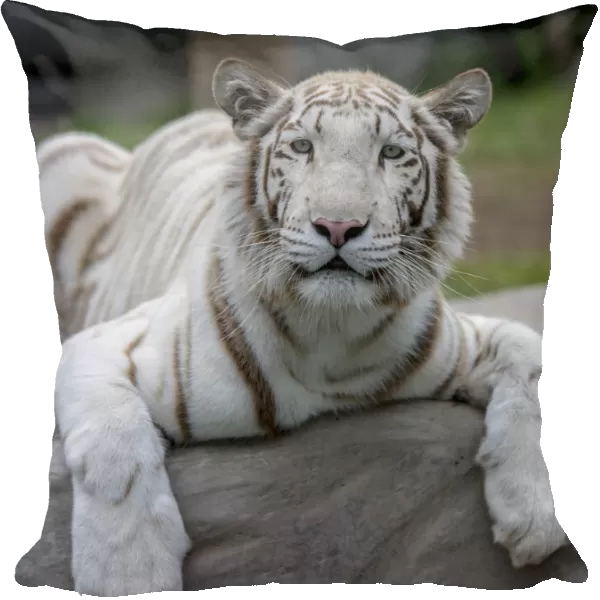 White Tiger (Panthera tigris) captive in Zoo, mutation caused by severe inbreeding