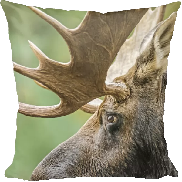 Moose (Alces alces) bull portrait, Baxter State Park, Maine, USA