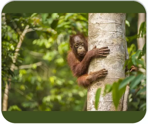 RF - Young Bornean orangutan (Pongo pygmaeus) in tree. Tanjung Puting National Park