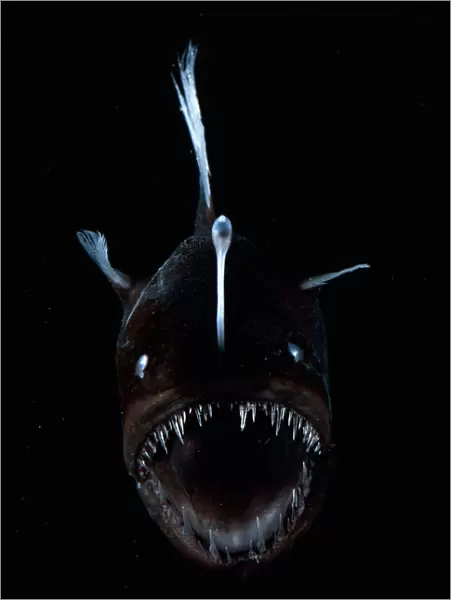 Deep sea Anglerfish {Melanocoetus sp} female with lure projecting from head to attract prey