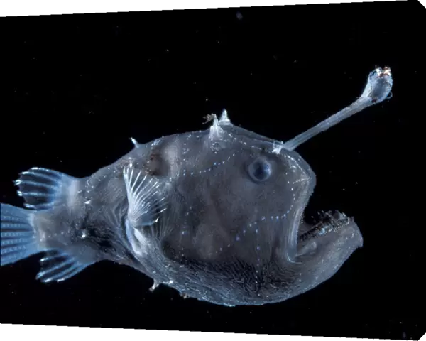 Deep sea Anglerfish female with lure {Himantolophus sp} Atlantic ocean