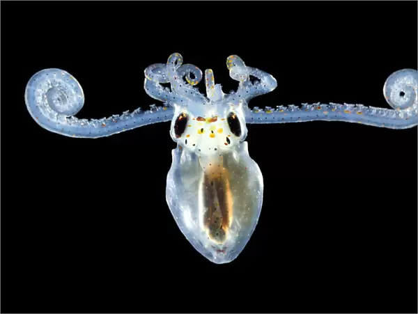 Larva of an Atlantic longarm octopus (Octopus defilippi) Atlantic Ocean off Cape Verde