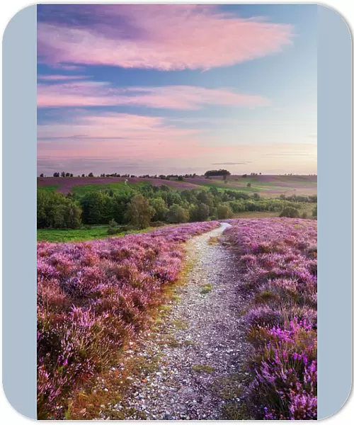 Path through Heather flowering on lowland heathland, Rockford Common, Linwood, New
