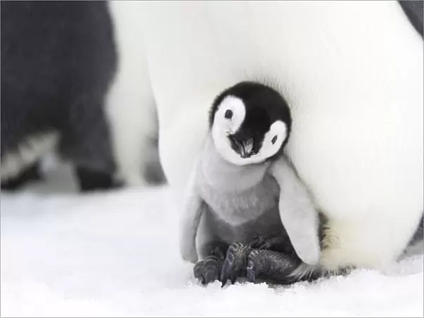 Emperor penguin (Aptenodytes forsteri), chick in brood pouch, Snow Hill Island, Antarctic