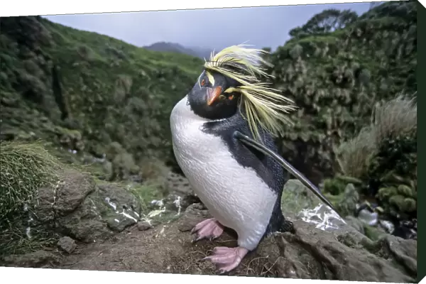 Northern Rockhopper Penguin (Eudyptes moseleyi) in windswept nesting colony. Gough Island