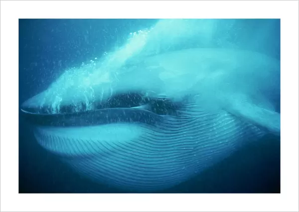 Blue whale underwater close-up of head and mouth, Mexico