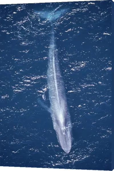 Aerial shot of Blue whale swimming at surface {Balaenoptera musculus}, Pacific Mexico