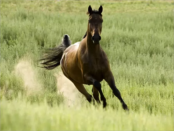 Bay Warmblood mare running in Longmont, Colorado