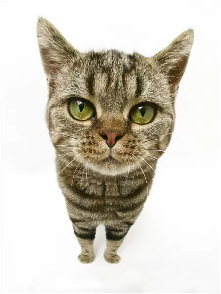 British Shorthair Brown Spotted cat, distorted proportions