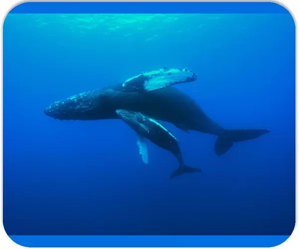 Humpback whale (Megaptera novaeangliae) mother and calf swimming, Hawaii, Pacific Ocean
