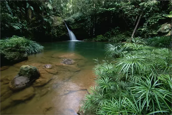 A waterfall in the lowland rainforest of Borneo, with pool surrounded by ferns and other plants