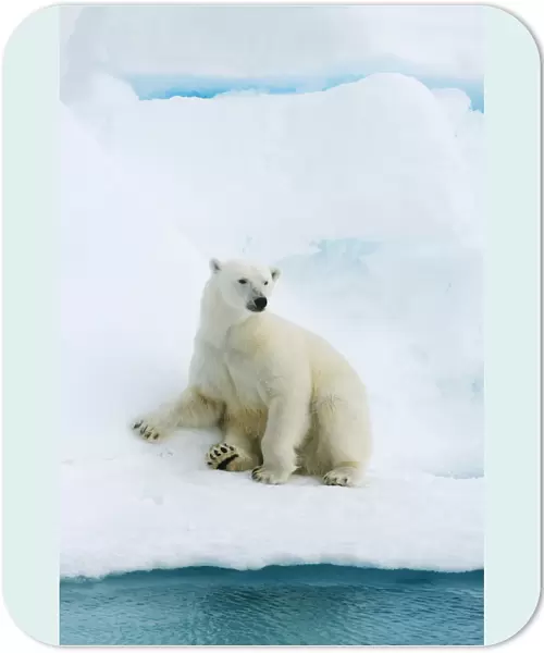 Polar bear (Ursus maritimus) resting on pack ice, Svalbard, Arctic Norway, vulnerable