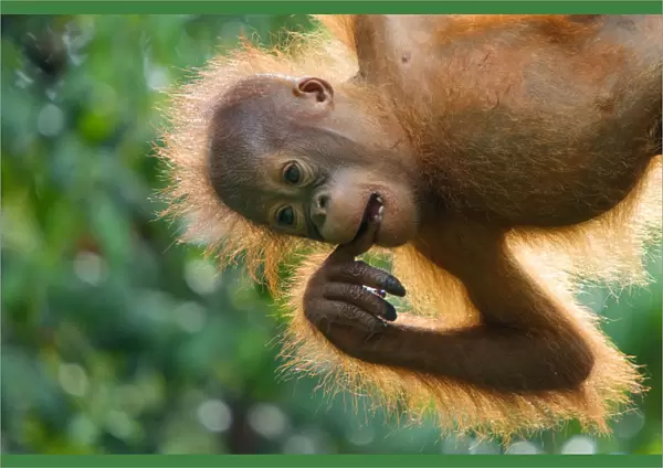 Orang utan (Pongo pygmaeus) baby hanging from trees, and chewing on fingers, Semengoh