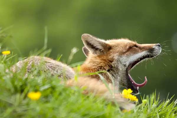 Red fox (Vulpes vulpes) vixen yawning in the morning light (captive). Lifton, Devon