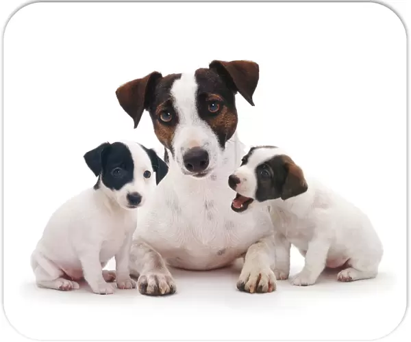 Smooth coated Jack Russell Terrier, black, tan and white, female with two 8 week puppies