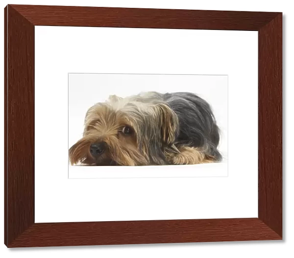 Yorkshire Terrier, lying with chin on the floor