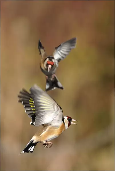 Goldfinches (Carduelis carduelis) squabbling near seed feeder, Berwickshire, Scotland