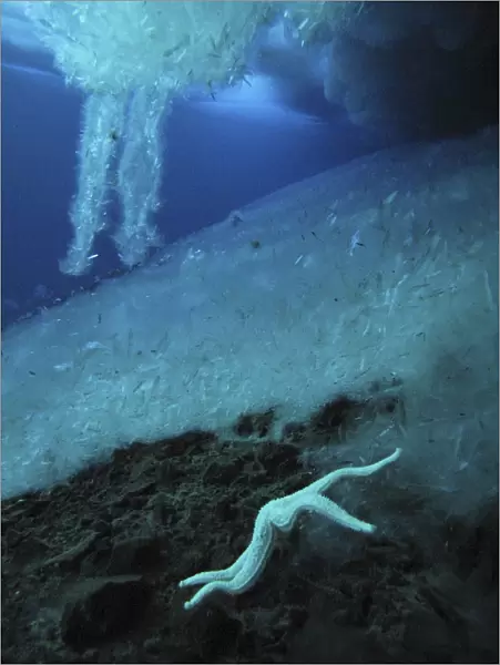 Brinicles (brine icicles or ice stalactites) forming under the ice, growing towards the sea floor