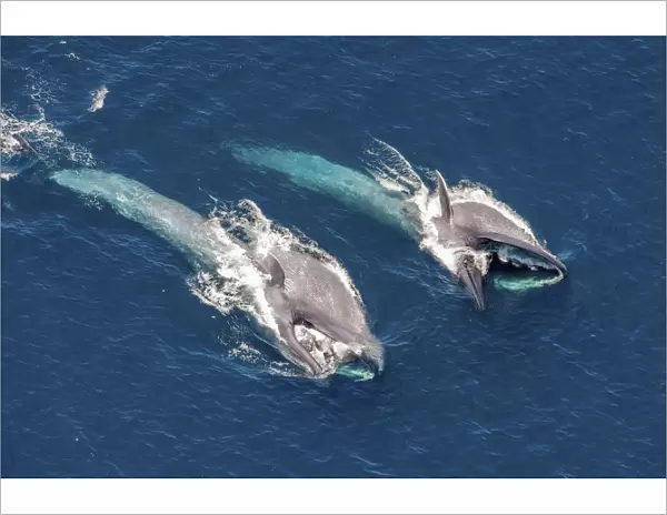 Blue Whales (Balaenoptera musculus) throat inflated, filter feeding at sea surface
