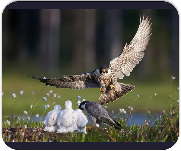 Peregrine falcon (Falco peregrinus) adult landing at nest with chicks, Vaala, Finland
