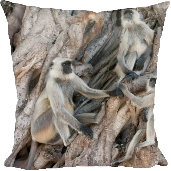 Southern plains grey langur ( Semnopithecus entellus  /  Presbytis entellus) group