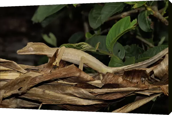 Leaf tailed gecko (Uroplatus fimbriatus) camouflaged on leaf litter, Madagascar