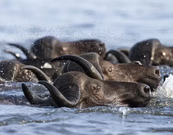 Cape buffalo (Syncerus caffer) crossing the Chobe River, followed by swarm of flies
