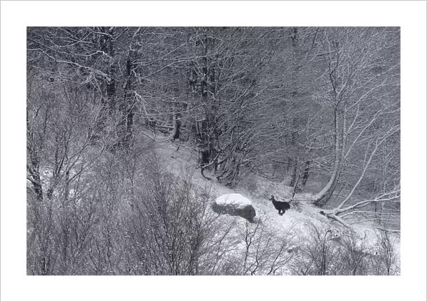 Chamois (Rupicapra rupicapra) running through snowy forest. Vosges mountain, France