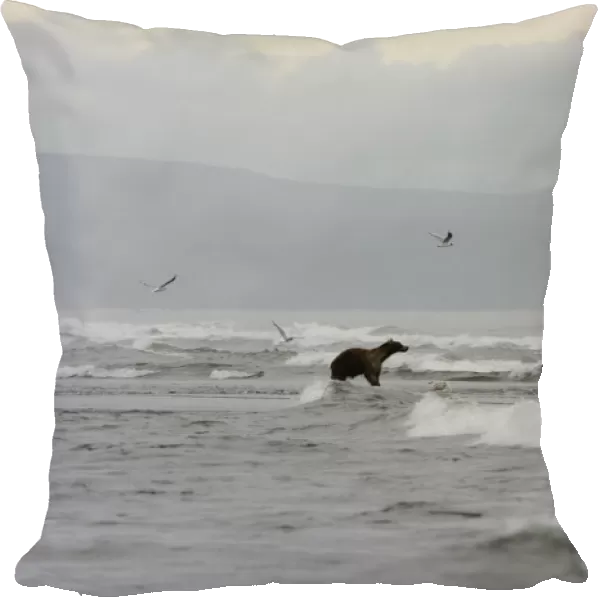 Kamchatka Brown Bear (Ursus arctos beringianus) on the Pacific coast of Kamchatka