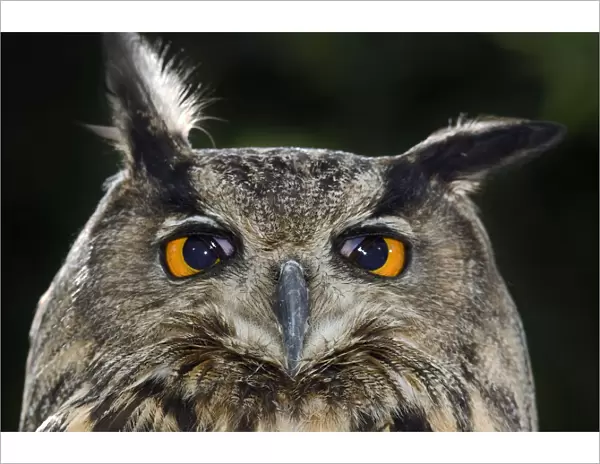 Eagle owl (Bubo bubo) portrait with translucent nictitating membrane in mid-blink